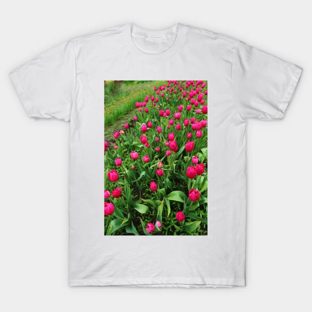 Tulip Fields T-Shirt by ikshvaku